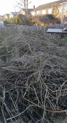 Bush Clearance