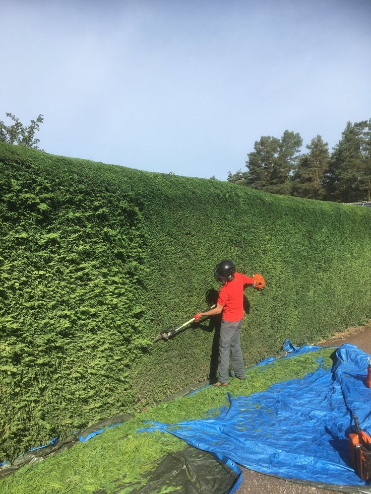 Hedge Trimming