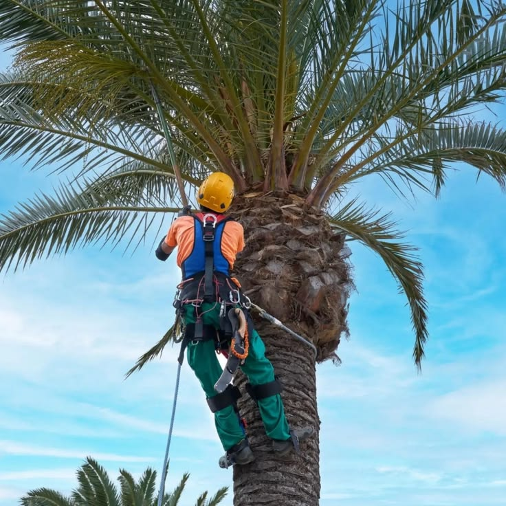 Palm Tree Cleaning