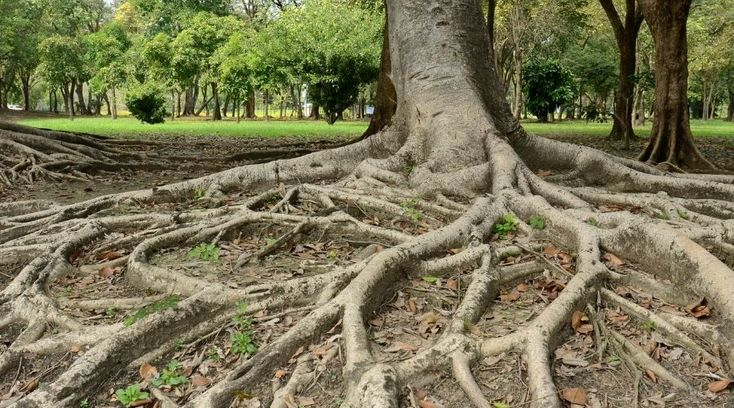 Root Pruning
