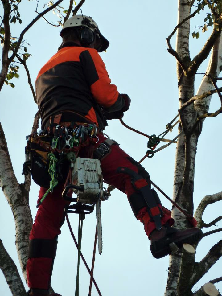 Tree Felling