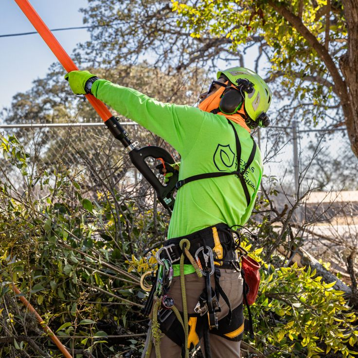 Tree Trimming & Pruning